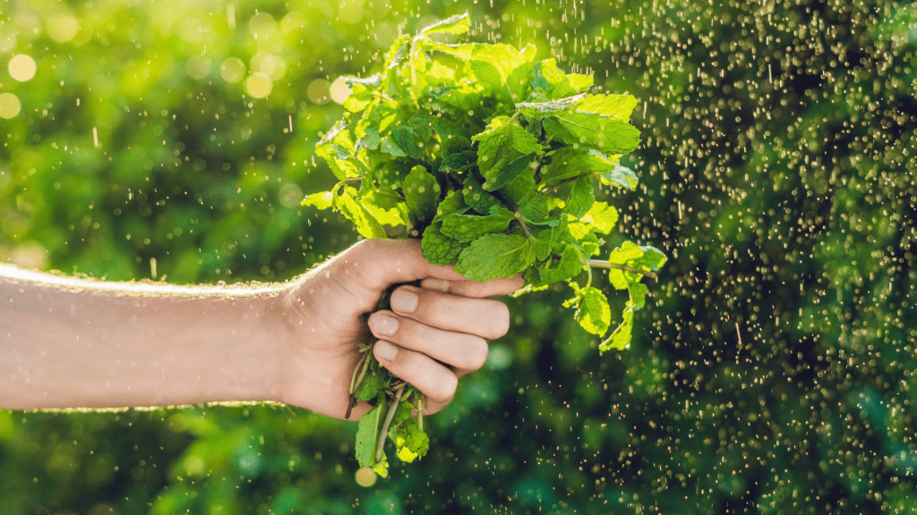 taller-de-plantas-aromaticas-y-medicinales-en-gran-canaria