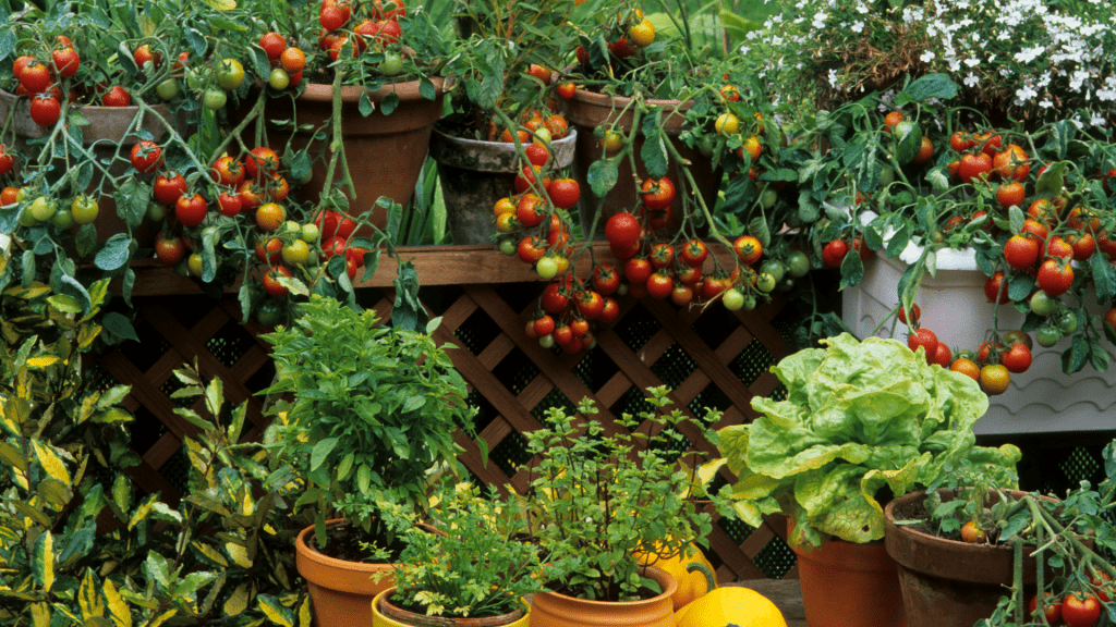 taller-de-plantas-aromaticas-y-medicinales-en-gran-canaria