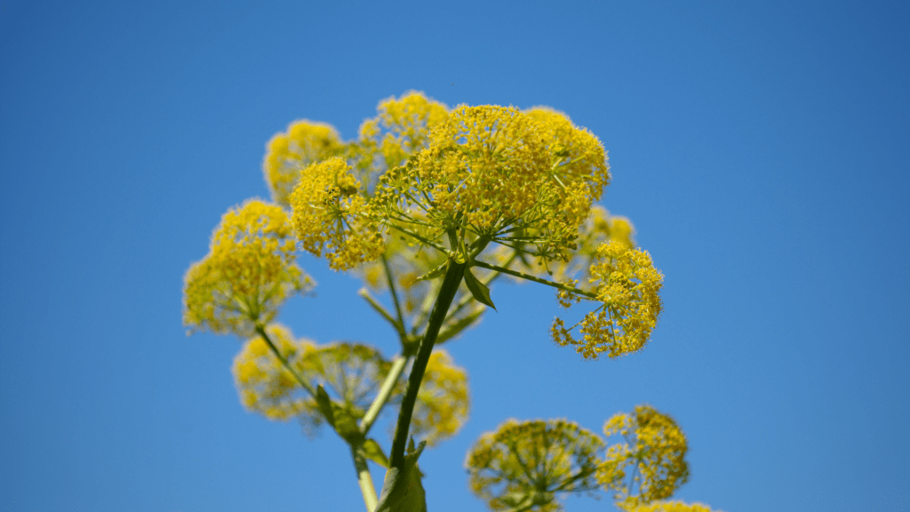flora-de-canarias