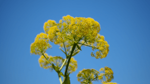 flora-de-canarias
