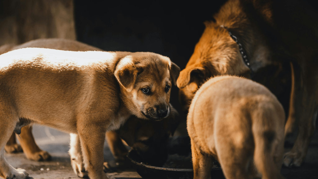 piensos-hipoalergenicos-para-perros-en-gran-canaria