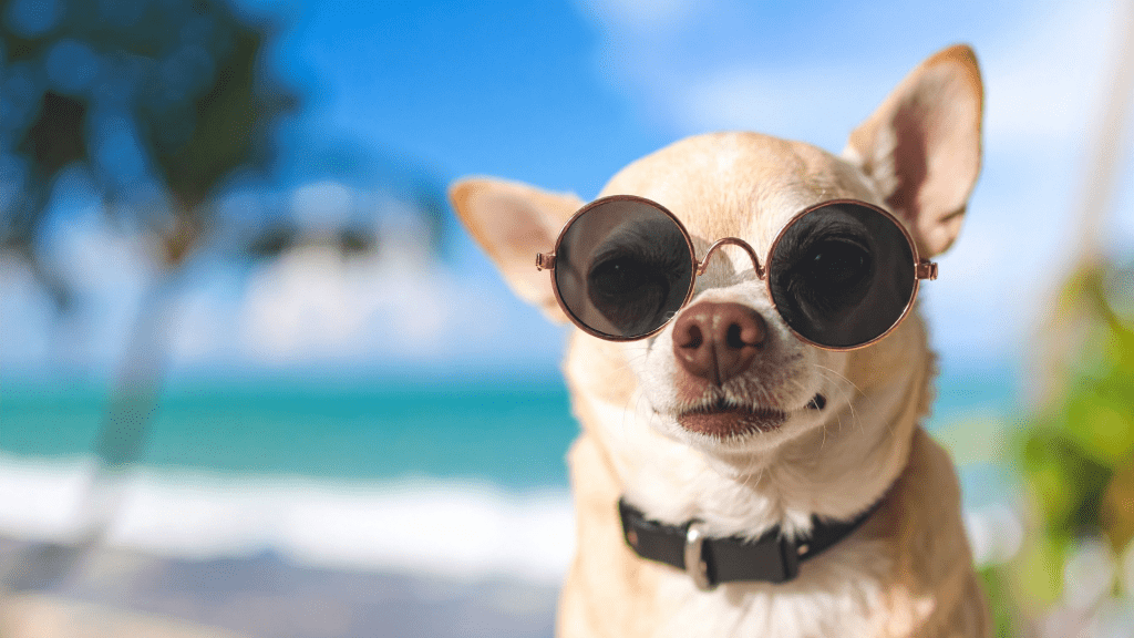 playas-para-perros-en-gran-canaria