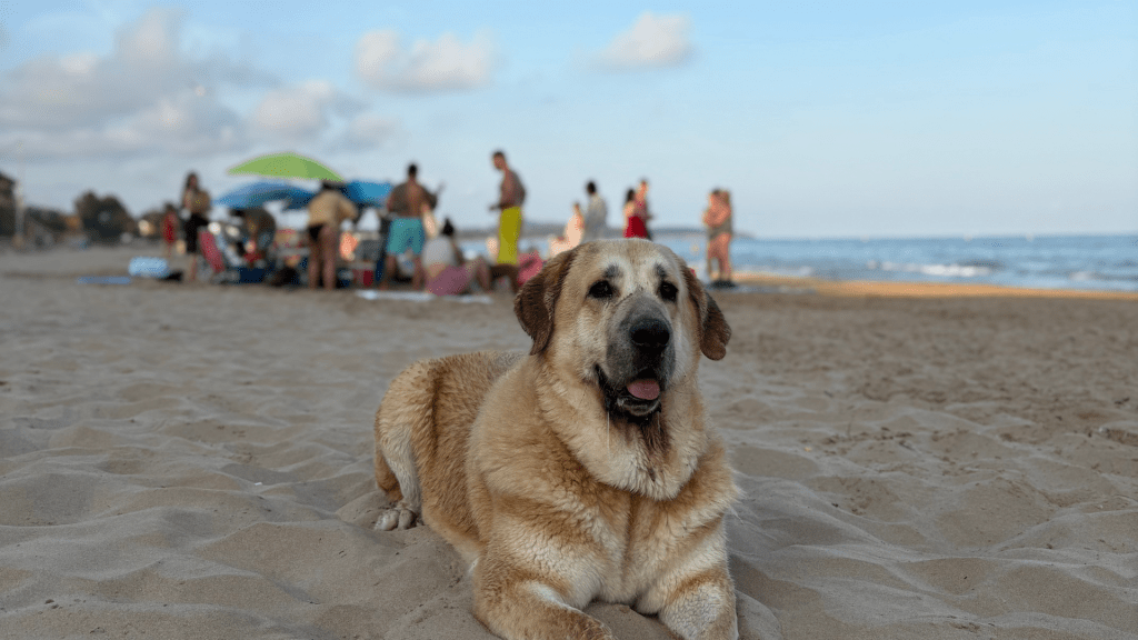 playas-para-perros-en-gran-canaria