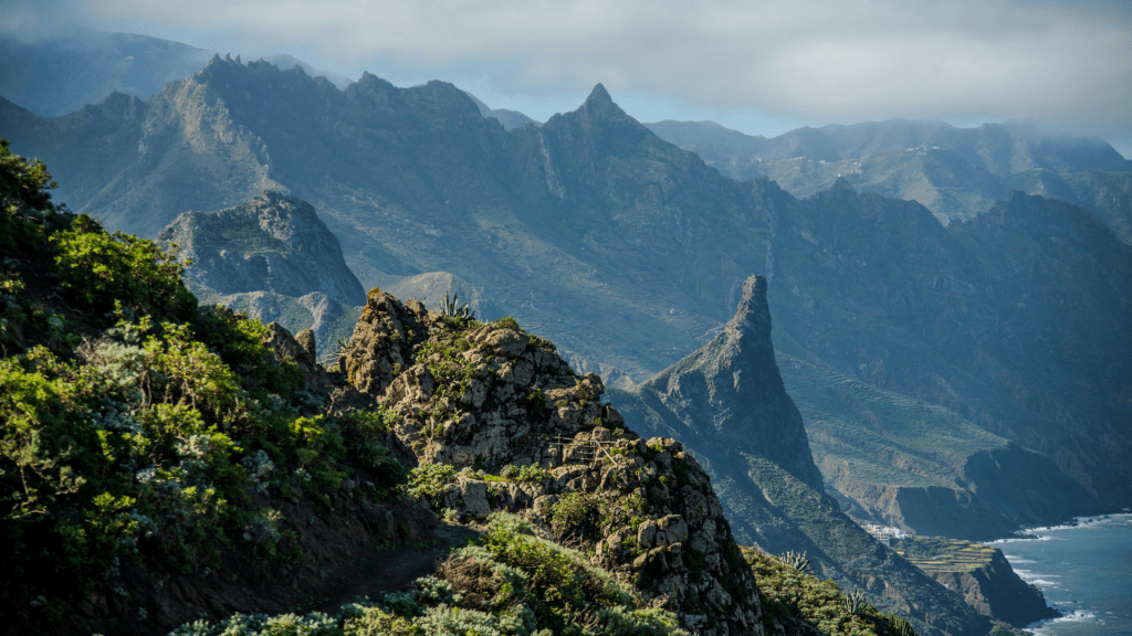 canarios-del-misisipi