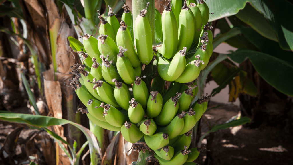 platano-de-canarias-vs-banana