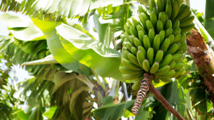 platano-de-canarias-vs-banana