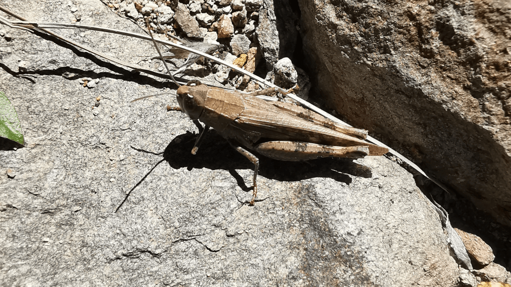 animales-autóctonos-de-Canarias