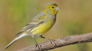 animales-autóctonos-de-Canarias