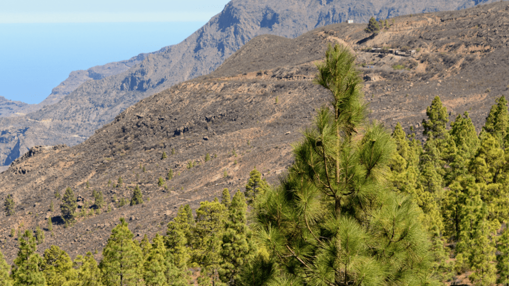 lagarto-gigante-de-gran-canaria